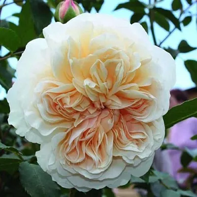 Саженцы роз ЛИЧФИЛД ЭНДЖЕЛ английская  Саженцы роз ЛИЧФИЛД ЭНДЖЕЛ английская в Ростове-на-Дону