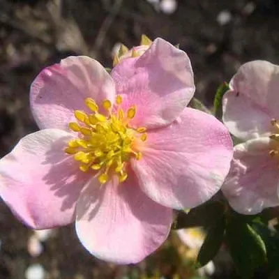Лапчатка ПИНК КВИН кустарниковая  Лапчатка ПИНК КВИН кустарниковая в Ростове-на-Дону