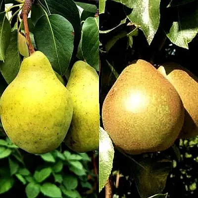 Комплект ДУЭТ в Ростове-на-Дону