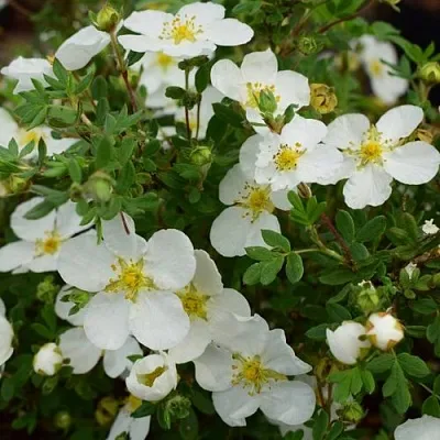 Лапчатка АББОТСВУД кустарниковая  Лапчатка АББОТСВУД кустарниковая в Ростове-на-Дону