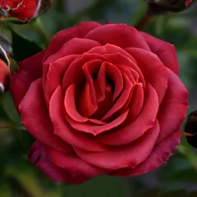 Саженцы роз ЧОКОЧИНО спрей  Саженцы роз ЧОКОЧИНО спрей в Ростове-на-Дону