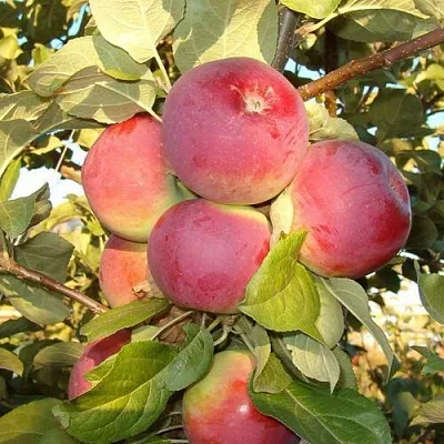 Яблоня ОРЛИК  Яблоня ОРЛИК в Ростове-на-Дону