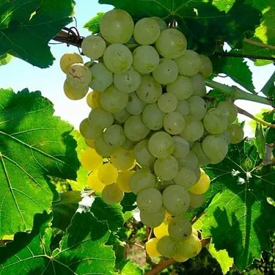 Виноград КИШМИШ МУСКАТНЫЙ  Виноград КИШМИШ МУСКАТНЫЙ в Ростове-на-Дону