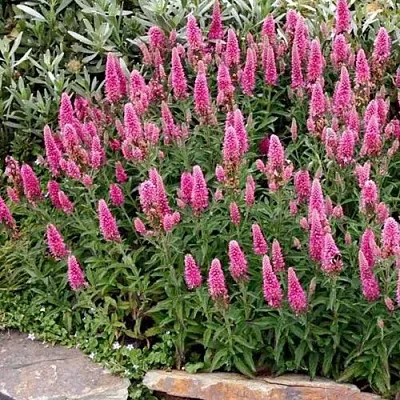 Вероника РОЗЕА колосковая  Вероника РОЗЕА колосковая в Ростове-на-Дону