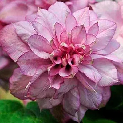 Клематис ИННОСЕНТ ГЛАНС  Клематис ИННОСЕНТ ГЛАНС в Ростове-на-Дону