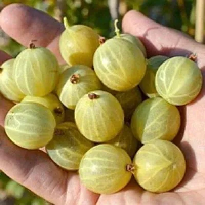 Крыжовник БЕРИЛЛ  Крыжовник БЕРИЛЛ в Ростове-на-Дону