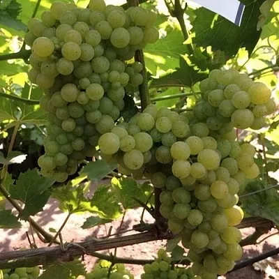 Виноград КИШМИШ 311  Виноград КИШМИШ 311 в Ростове-на-Дону