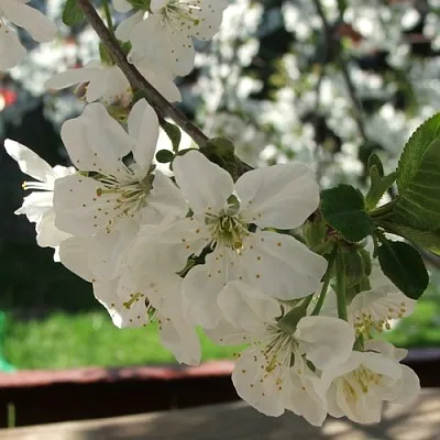 Вишня УМБРАКУЛИФЕРА  Вишня УМБРАКУЛИФЕРА в Ростове-на-Дону