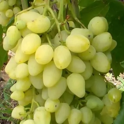 Виноград ЗАРНИЦА  Виноград ЗАРНИЦА в Ростове-на-Дону