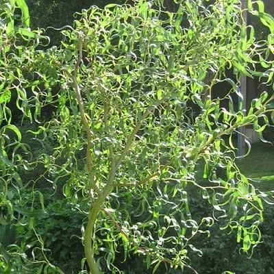 Ива МАТСУДАНА  Ива МАТСУДАНА в Ростове-на-Дону