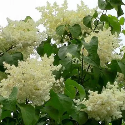 Сирень АМУРСКАЯ в Ростове-на-Дону