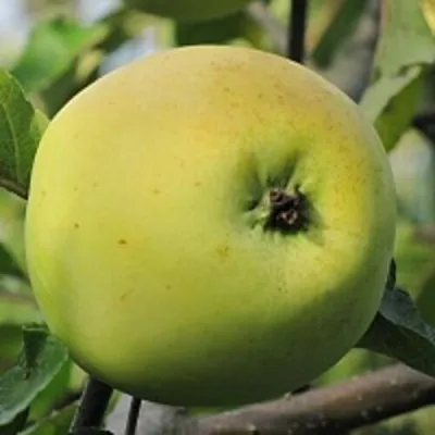 Яблоня РОССИЯНКА — описание сорта Яблоня РОССИЯНКА в Ростове-на-Дону