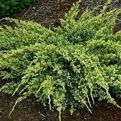 Можжевельник ДРИМ ДЖОЙ чешуйчатый  Можжевельник ДРИМ ДЖОЙ чешуйчатый в Ростове-на-Дону