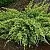 Можжевельник ДРИМ ДЖОЙ чешуйчатый в Ростове-на-Дону