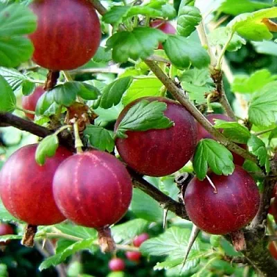 Крыжовник КОНСУЛ  Крыжовник КОНСУЛ в Ростове-на-Дону