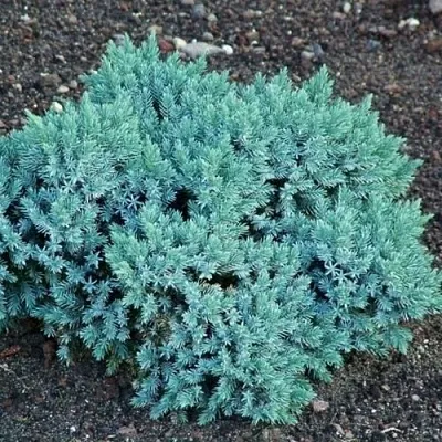 Можжевельник БЛЮ СТАР чешуйчатый  Можжевельник БЛЮ СТАР чешуйчатый в Ростове-на-Дону