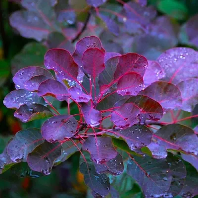 Скумпия ГРЕЙС  Скумпия ГРЕЙС в Ростове-на-Дону