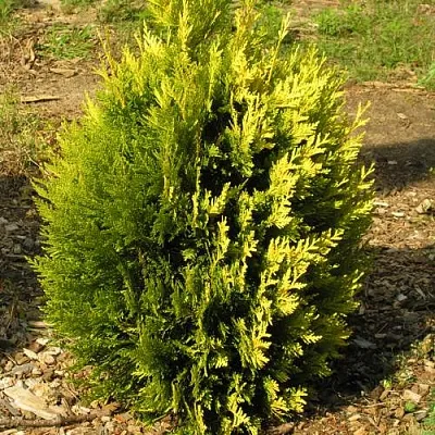 Туя КОППЕР ГОЛД западная  Туя КОППЕР ГОЛД западная в Ростове-на-Дону