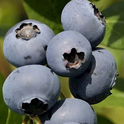 Голубика ЧАНДЛЕР  Голубика ЧАНДЛЕР в Ростове-на-Дону