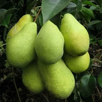 Груша ФЕВРАЛЬСКИЙ СУВЕНИР  Груша ФЕВРАЛЬСКИЙ СУВЕНИР в Ростове-на-Дону