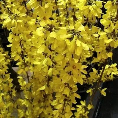 Форзиция ГОЛДРАУШ  Форзиция ГОЛДРАУШ в Ростове-на-Дону