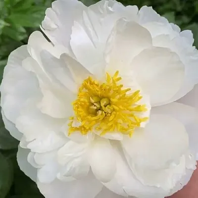 Пион ДУБЛИН травянистый  Пион ДУБЛИН травянистый в Ростове-на-Дону