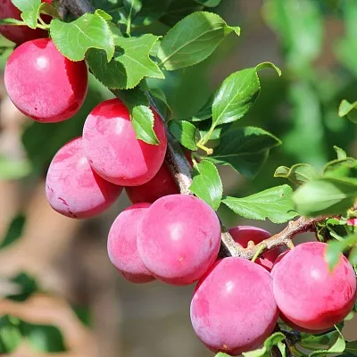 Алыча  Алыча в Ростове-на-Дону