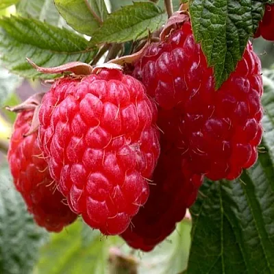 Малина КВЕЛЛИ  Малина КВЕЛЛИ в Ростове-на-Дону