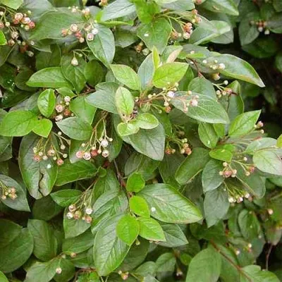 Кизильник блестящий — описание сорта Кизильник блестящий в Ростове-на-Дону