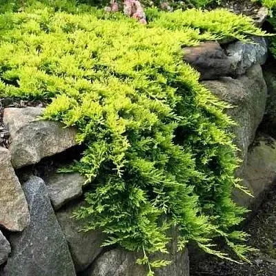 Можжевельник ГОЛДЕН КАРПЕТ горизонтальный  Можжевельник ГОЛДЕН КАРПЕТ горизонтальный в Ростове-на-Дону