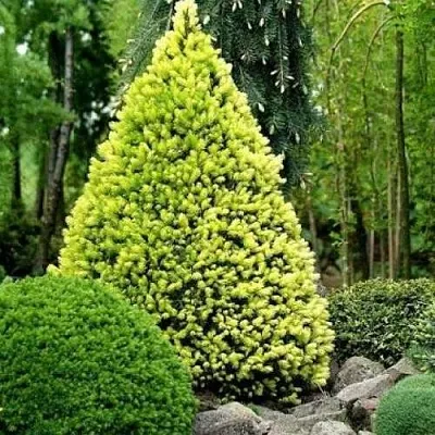 Ель РЕЙНБОУЗ ЭНД сизая  Ель РЕЙНБОУЗ ЭНД сизая в Ростове-на-Дону