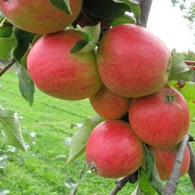 Яблоня ПИККОЛО  Яблоня ПИККОЛО в Ростове-на-Дону