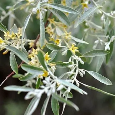 Лох  Лох в Ростове-на-Дону