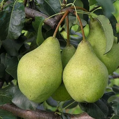 Груша ОРЛОВСКАЯ ЛЕТНЯЯ  Груша ОРЛОВСКАЯ ЛЕТНЯЯ в Ростове-на-Дону