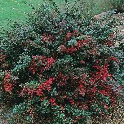 Барбарис РЕД ДЖЕВЕЛ средний   Барбарис РЕД ДЖЕВЕЛ средний  в Ростове-на-Дону
