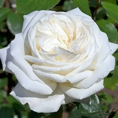 Саженцы роз ЛОМОНОСОВ чайно-гибридная  Саженцы роз ЛОМОНОСОВ чайно-гибридная в Ростове-на-Дону