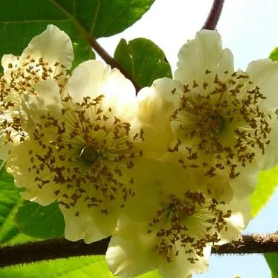 Актинидия АТЛАС (МУЖСКОЙ)  Актинидия АТЛАС (МУЖСКОЙ) в Ростове-на-Дону