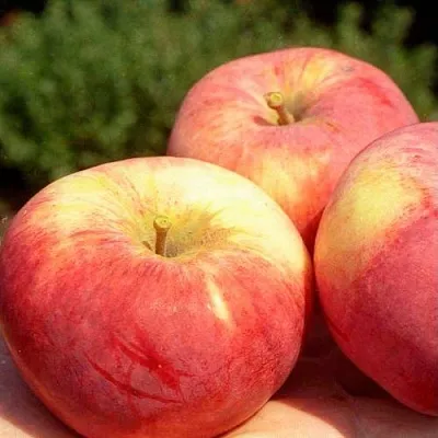 Яблоня ОРЛОВИМ  Яблоня ОРЛОВИМ в Ростове-на-Дону