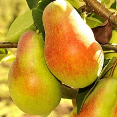 Груша РУССКАЯ КРАСАВИЦА (КРАСАВИЦА ЧЕРНЕНКО)  Груша РУССКАЯ КРАСАВИЦА (КРАСАВИЦА ЧЕРНЕНКО) в Ростове-на-Дону