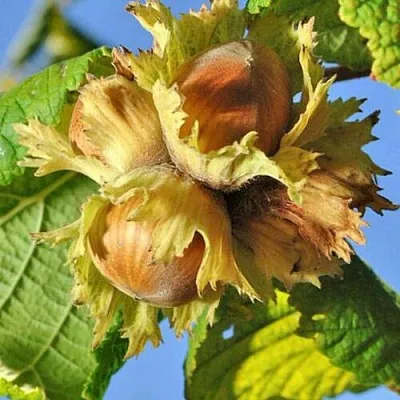 Фундук ТОНДА РОМАНА  Фундук ТОНДА РОМАНА в Ростове-на-Дону