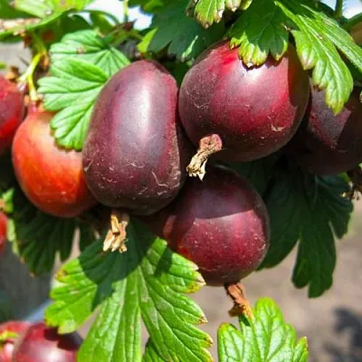 Крыжовник ЧЕРНОСЛИВОВЫЙ  Крыжовник ЧЕРНОСЛИВОВЫЙ в Ростове-на-Дону