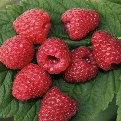 Малина ЗЮГАНА  Малина ЗЮГАНА в Ростове-на-Дону