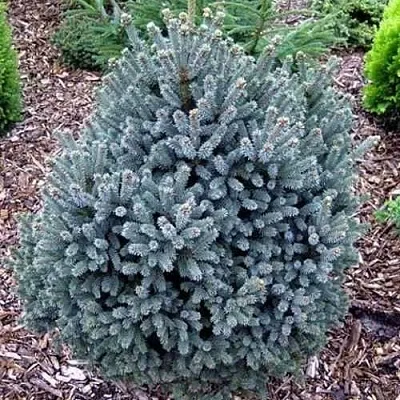 Ель НАНА сизая в Ростове-на-Дону