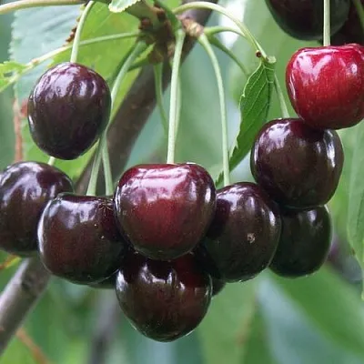 Черешня ЛЮБИМИЦА АСТАХОВА  Черешня ЛЮБИМИЦА АСТАХОВА в Ростове-на-Дону