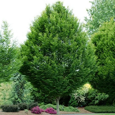 Граб  Граб в Ростове-на-Дону