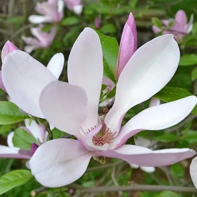 Магнолия ДЖОРДЖ ГЕНРИ КЕРН  Магнолия ДЖОРДЖ ГЕНРИ КЕРН в Ростове-на-Дону