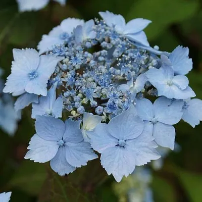 Гортензия БЛЮ ДЕКЛ пильчатая  Гортензия БЛЮ ДЕКЛ пильчатая в Ростове-на-Дону