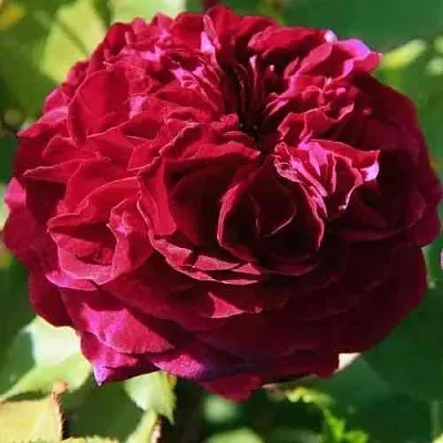 Саженцы роз ДИНО ДЕ ЛАУРЕНТИС шраб  Саженцы роз ДИНО ДЕ ЛАУРЕНТИС шраб в Ростове-на-Дону