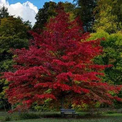 Дуб болотный  Дуб болотный в Ростове-на-Дону