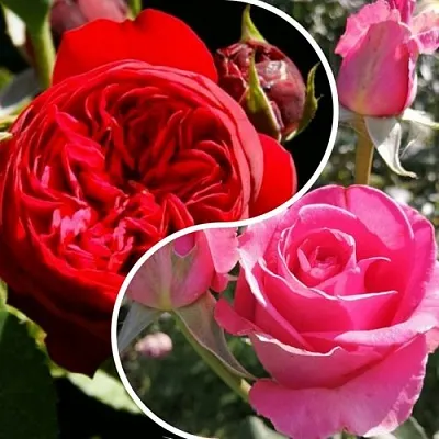 Комплект РОМАНТИЧЕСКИЙ БУКЕТ в Ростове-на-Дону